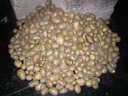 G Penone