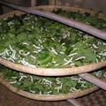 soiedhoian