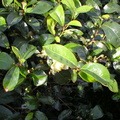theenfleur