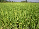 riz